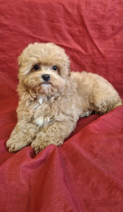 Гарнюній малюк ф1