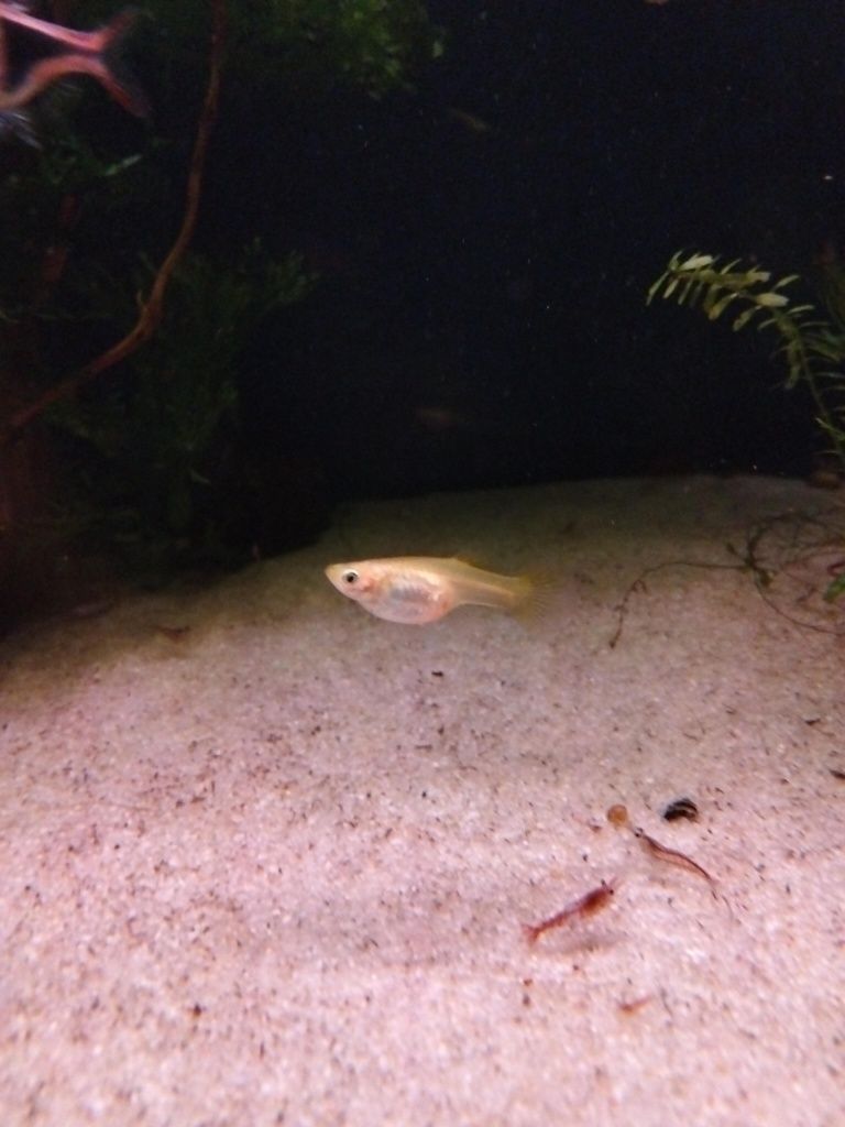 Alevins de guppys