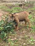 cabras anãs sem chifres