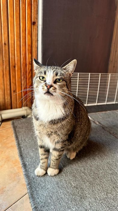 Кошечка в добрые ручки