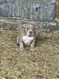 American bully pocket