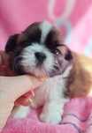 Cudowny maluszek Shih Tzu tri-color z rodowodem - zapraszamy