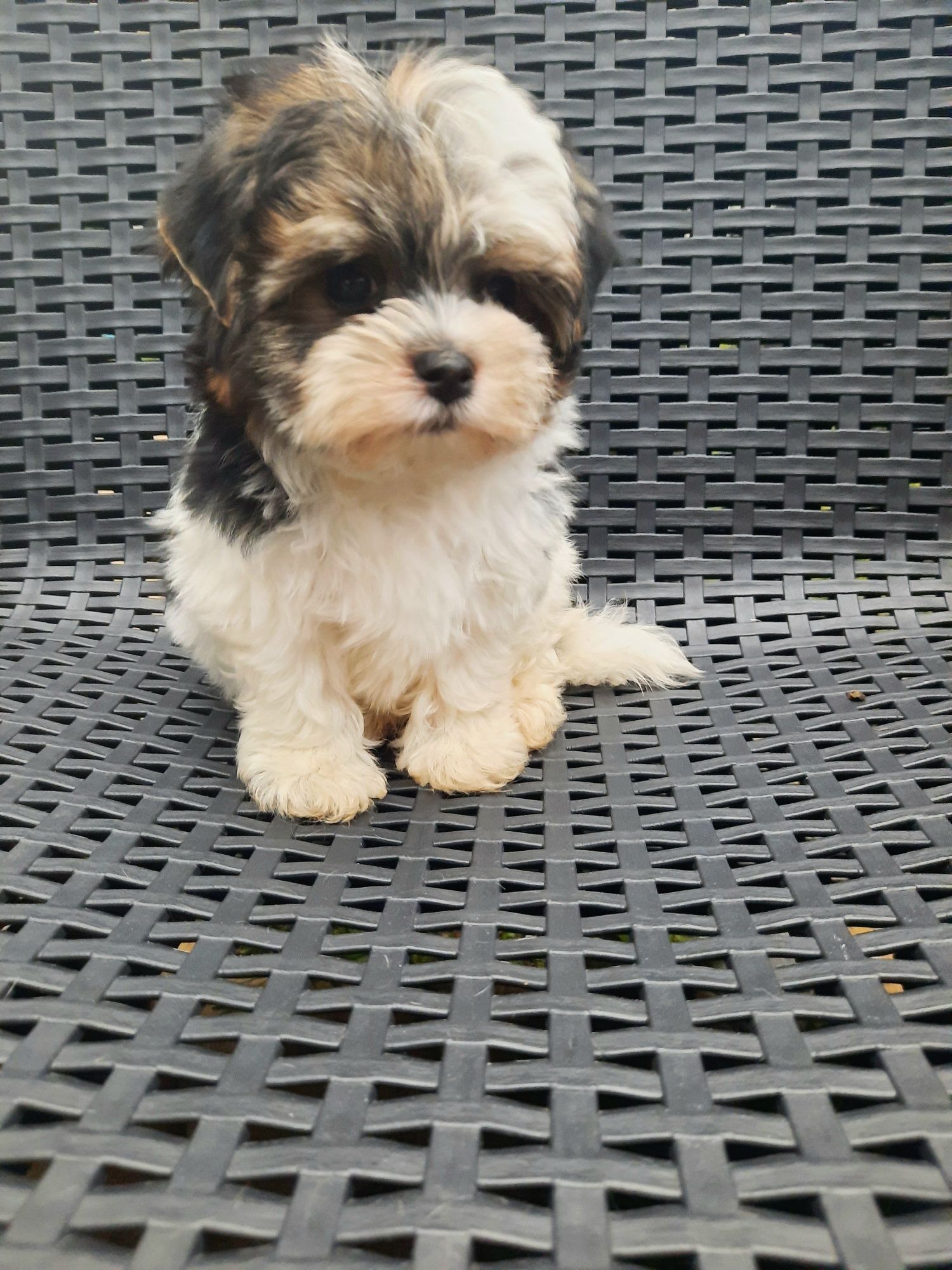 Yorkshire Terrier Biewer samiec miniaturowy