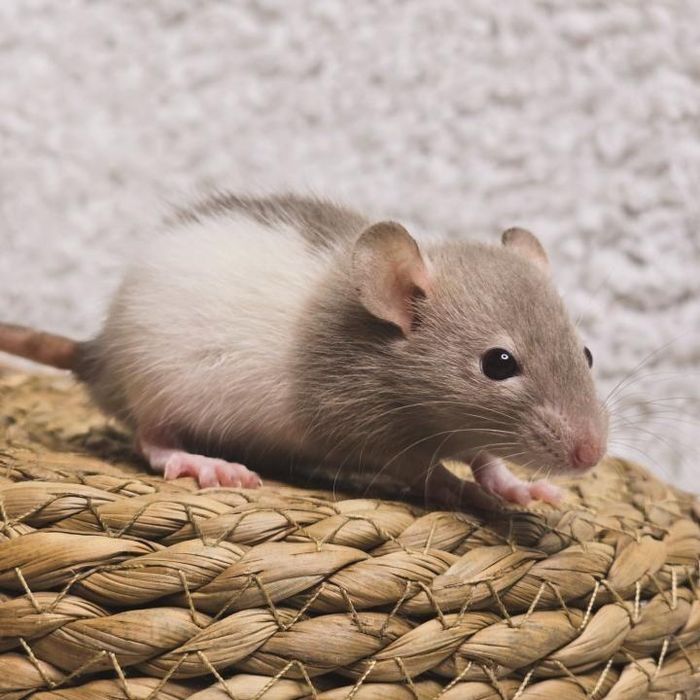 Домашние крысята дамбо, крыски, декоративные крысы