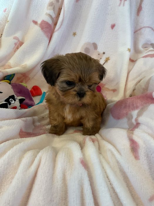 Shih tzu Salonowe suczki