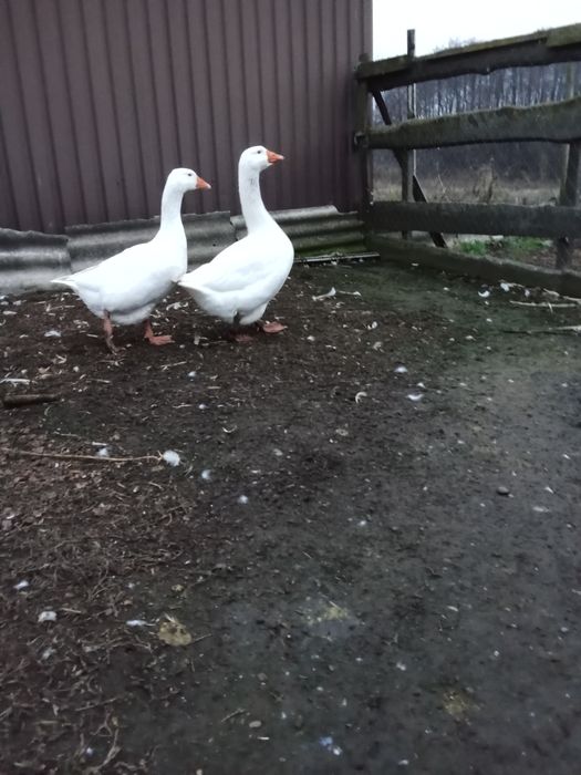 Пара гусей мамут