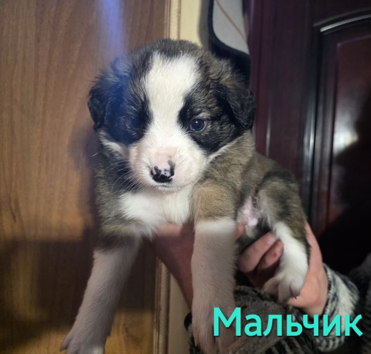 Пожалуйста, помогите спасти и найти дом.