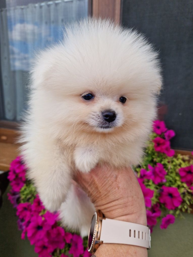 Szpic miniaturowy Pomeranian Boo 2xszczepienia wyprawka I leg