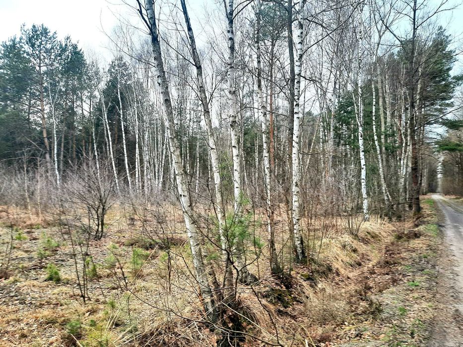 Działka z możliwością zabudowy Pawłowa dobry dojazd do Pabianic