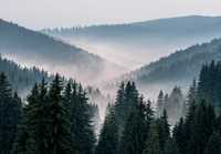 Fototapeta Wzgórza Las Mgła Poranek 3D Na Twój Rozmiar + KLEJ