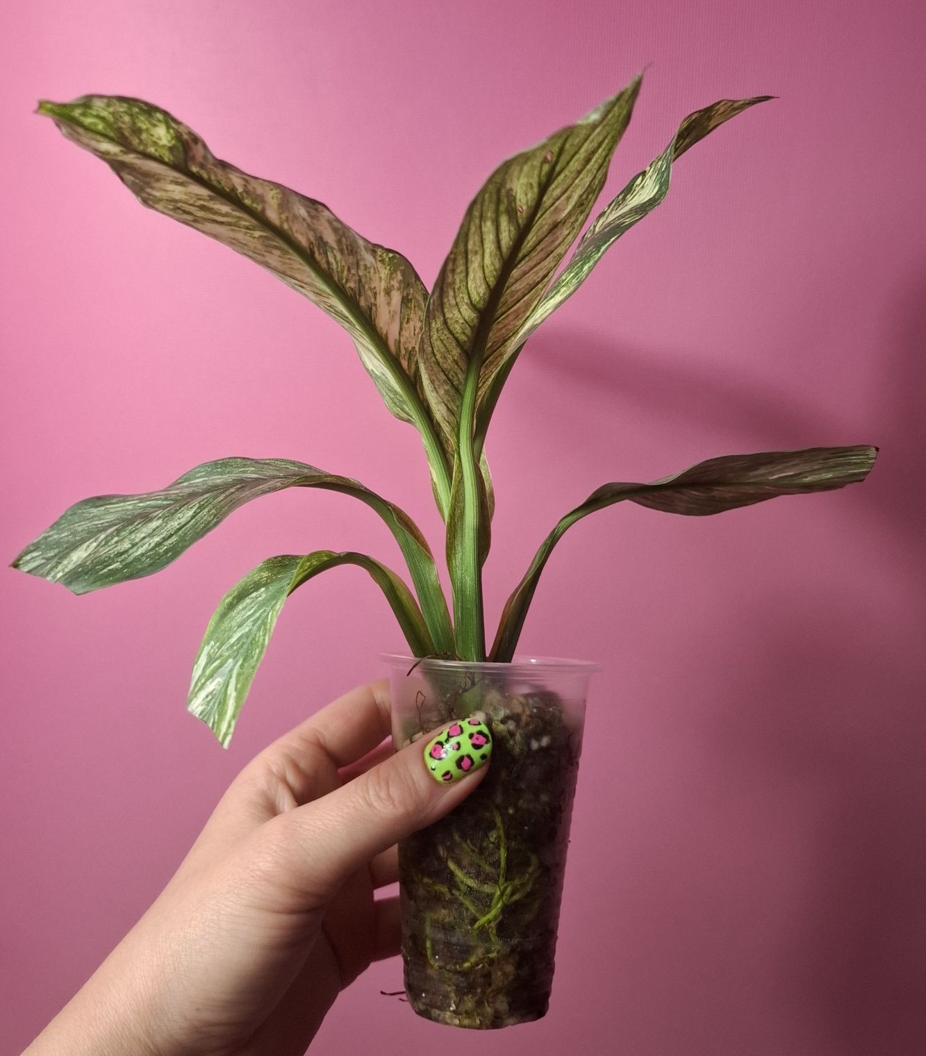 Spathiphyllum sensation Variegata skrzydłokwiat