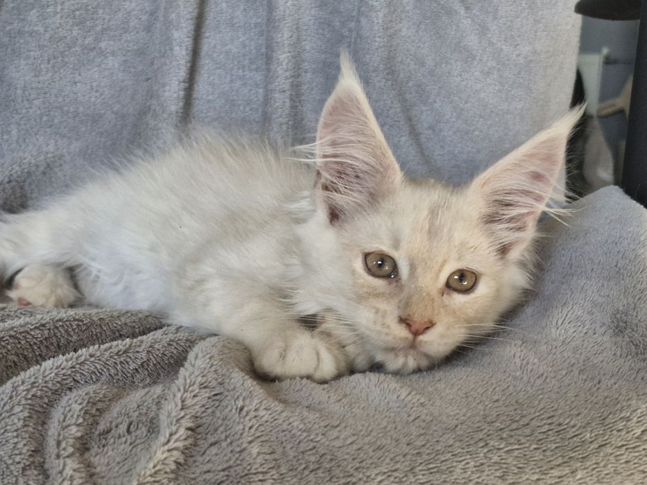 Kremowy srebrzysty kocurek  Maine Coon