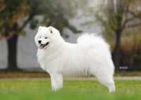 Samoyed szczeniaki (sunie)ZKwP (FCI)