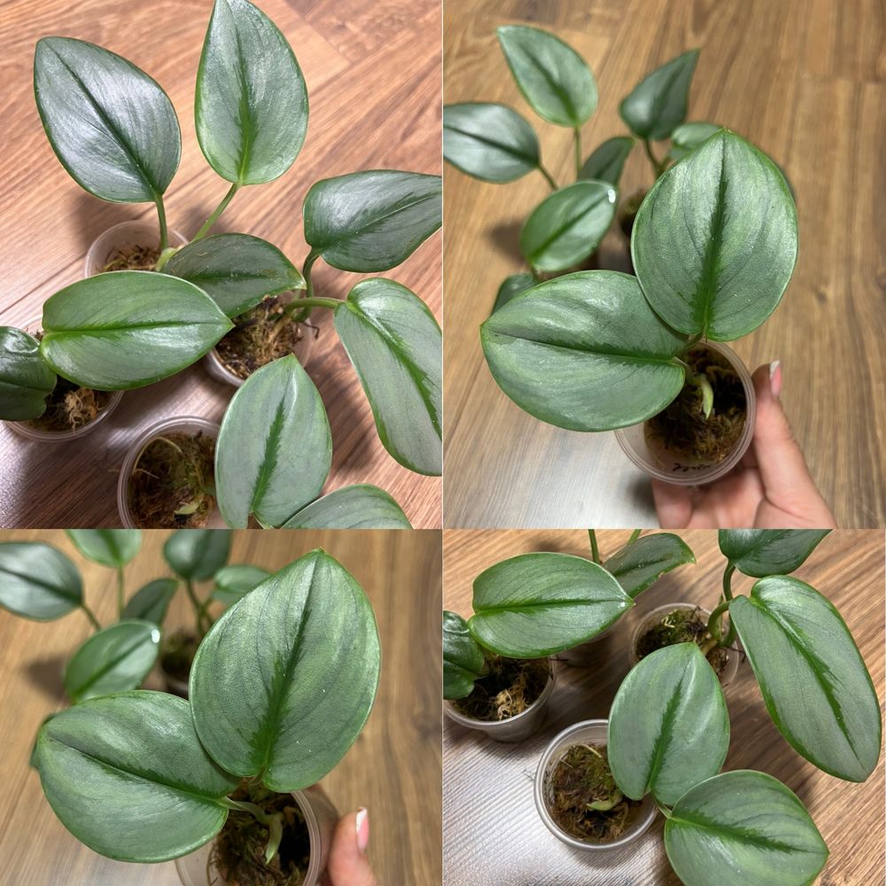 Сциндапсус Coriaceus var., Snowflake, Mayari, Jade Satin yellow