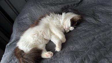 Adopcja kotki rasy ragdoll/ Rodowód FPL