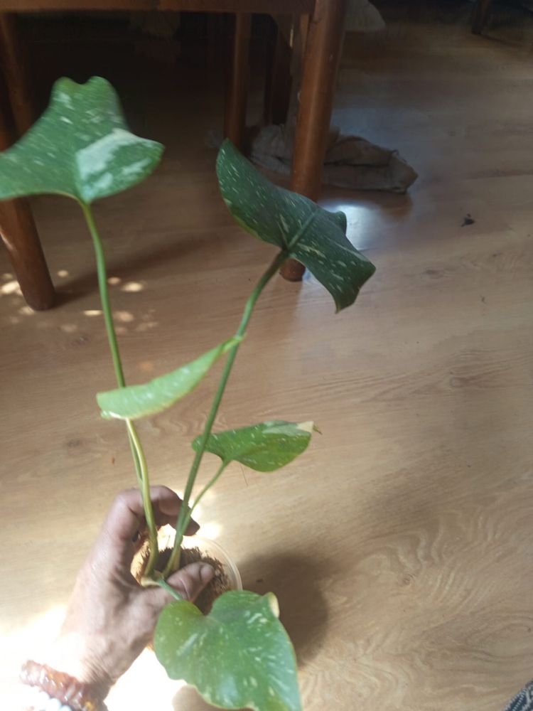 Monstera thai constellation