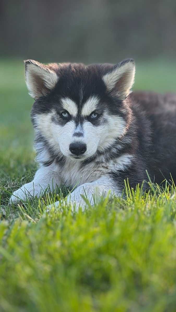 Husky niebieskooki piesek