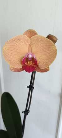 Фаленопсис орхідея помаранчева Yushan Berry