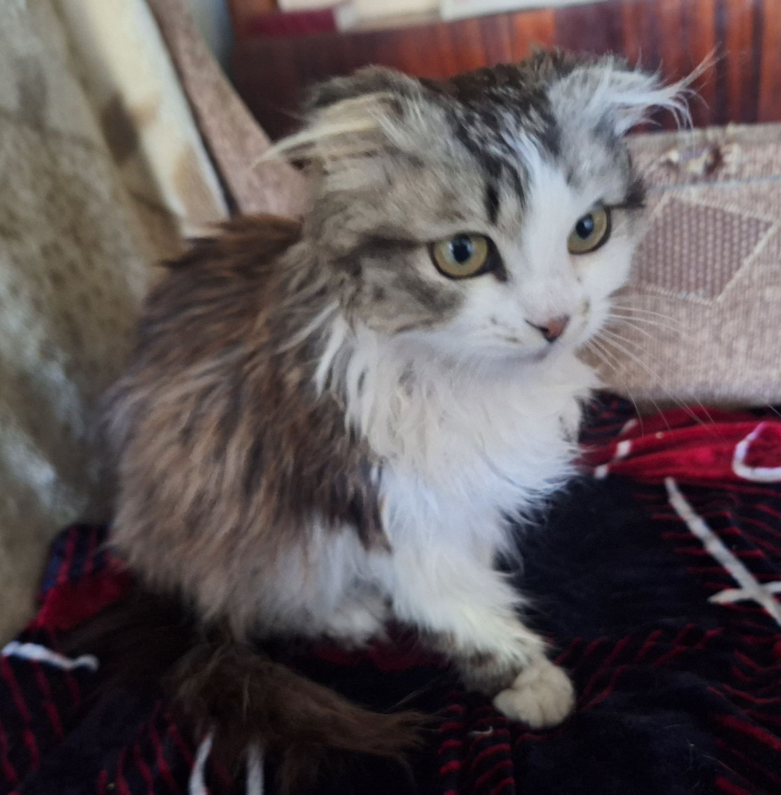 Спасите вислоушку. Кошка. Кошечка даром. Котенок бесплатно. Котята.