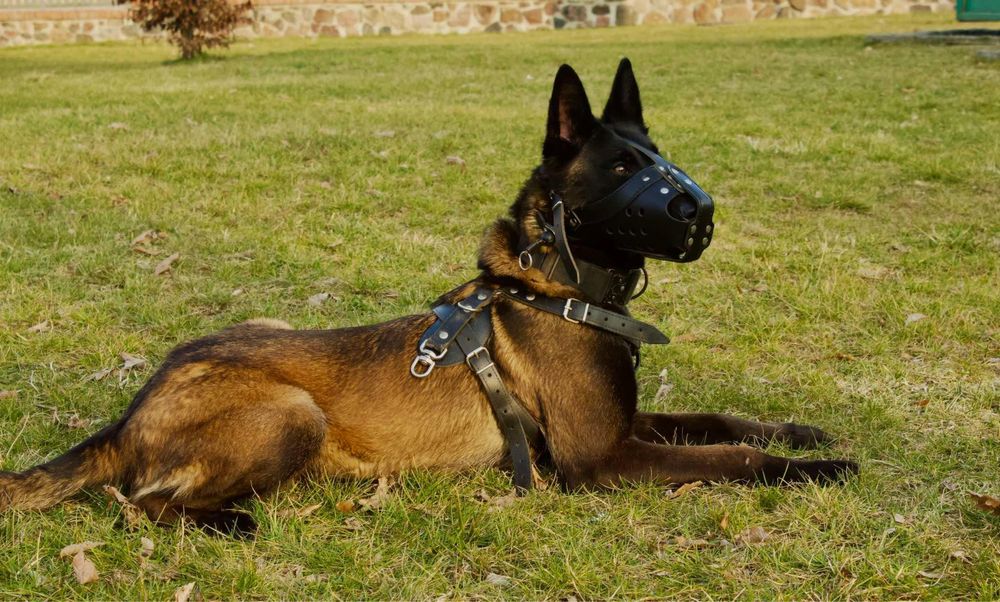 Owczarek Belgijski Malinois