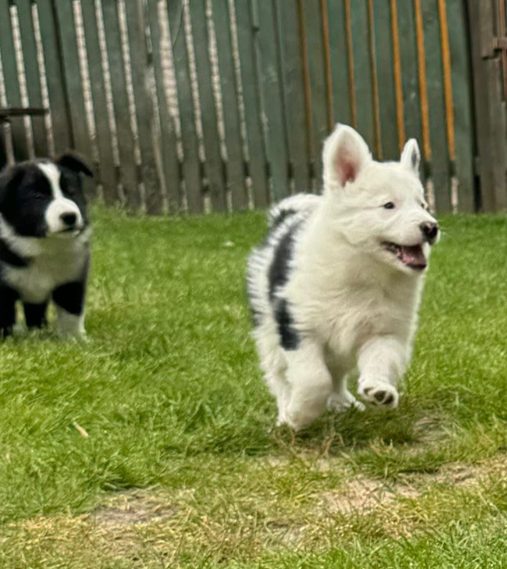 Border collie piesek