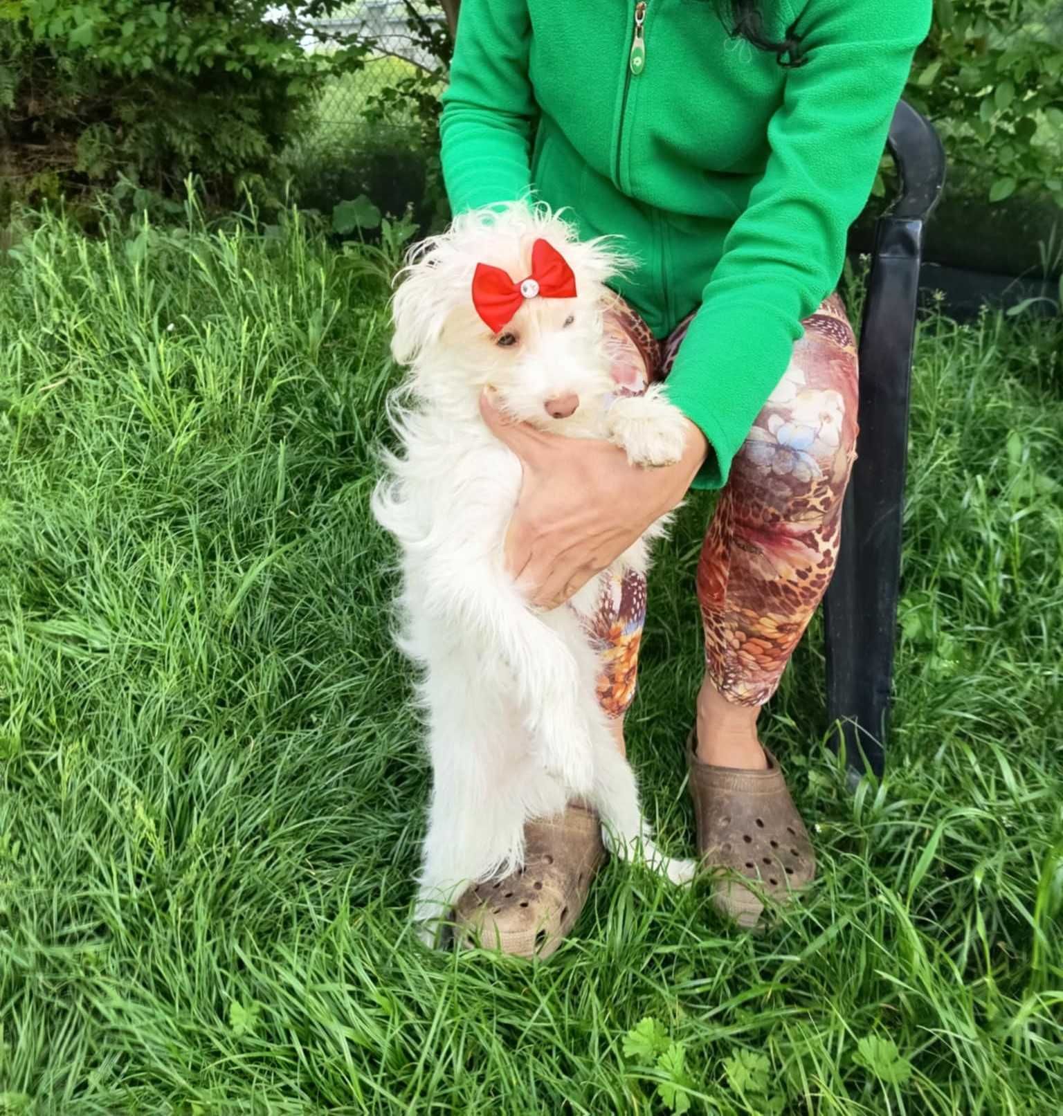 maltipoo, piesek o cudownym charakterze