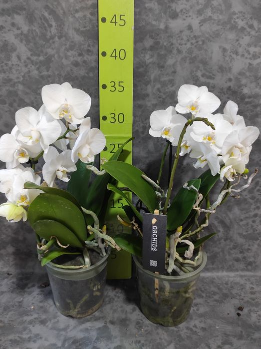 Орхідея біла ,на подарунок
