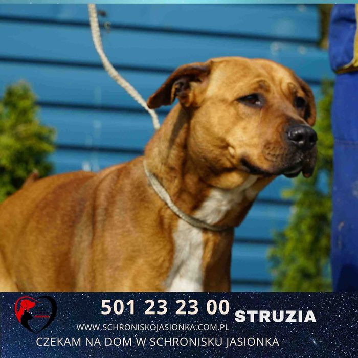 Struzia szuka domu-schronisko Jasionka -aktualne