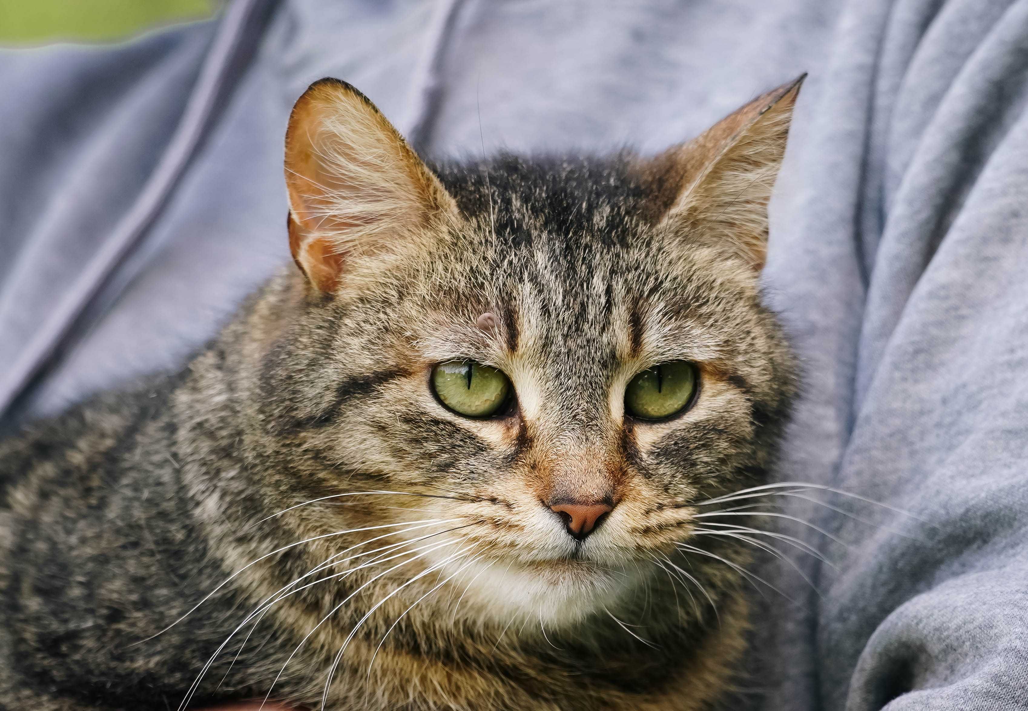 Lusia - piękna bura kotka do adopcji