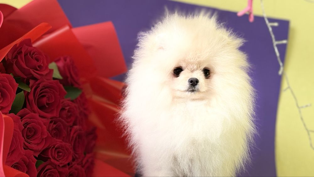 Красуня дівчинка шпиць