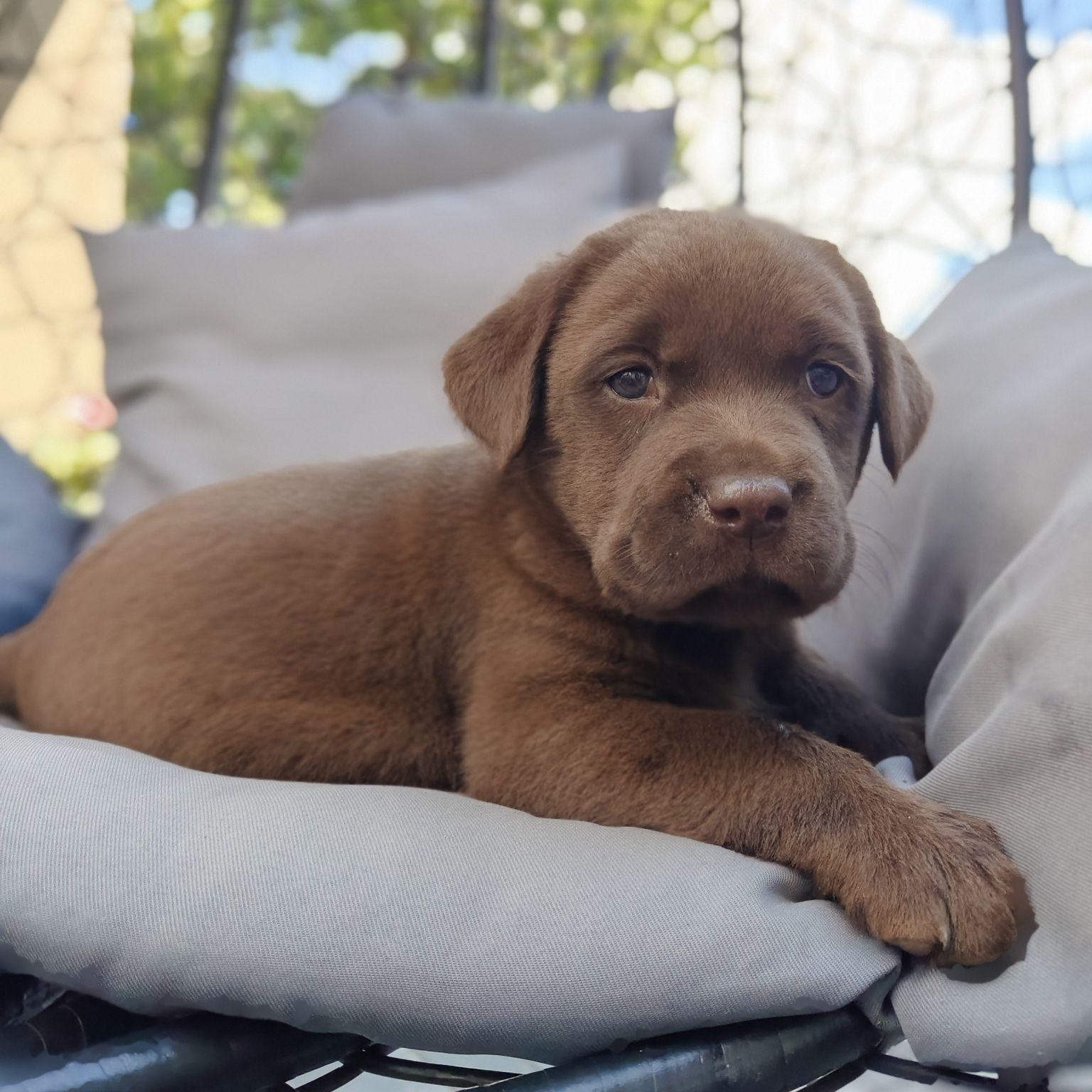 Labrador retriever szczeniak