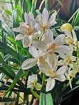 cymbidium storczyk