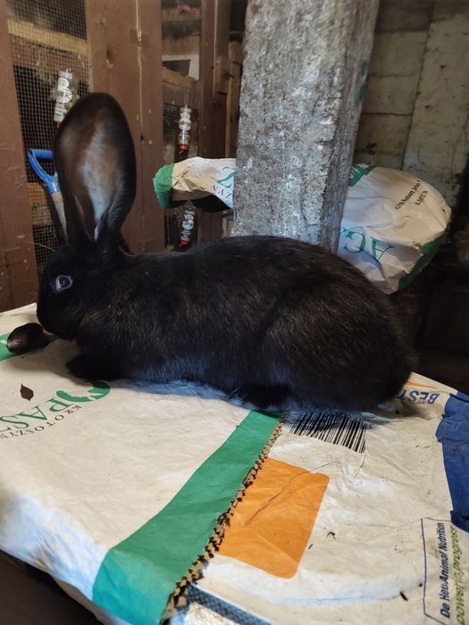 Olbrzym belgijski czarny