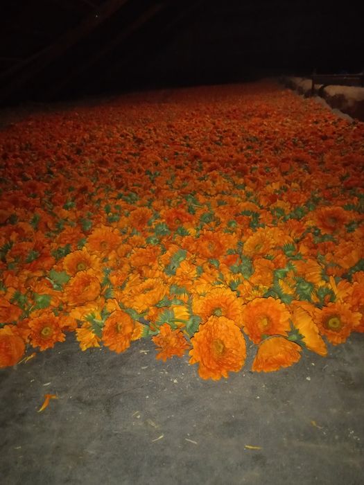 Насіння календули (нагідки, ноготки)