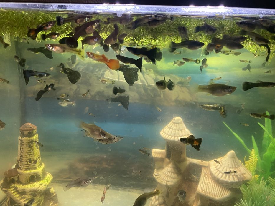 Sprzedam rybki akwariowe, akwarium całość