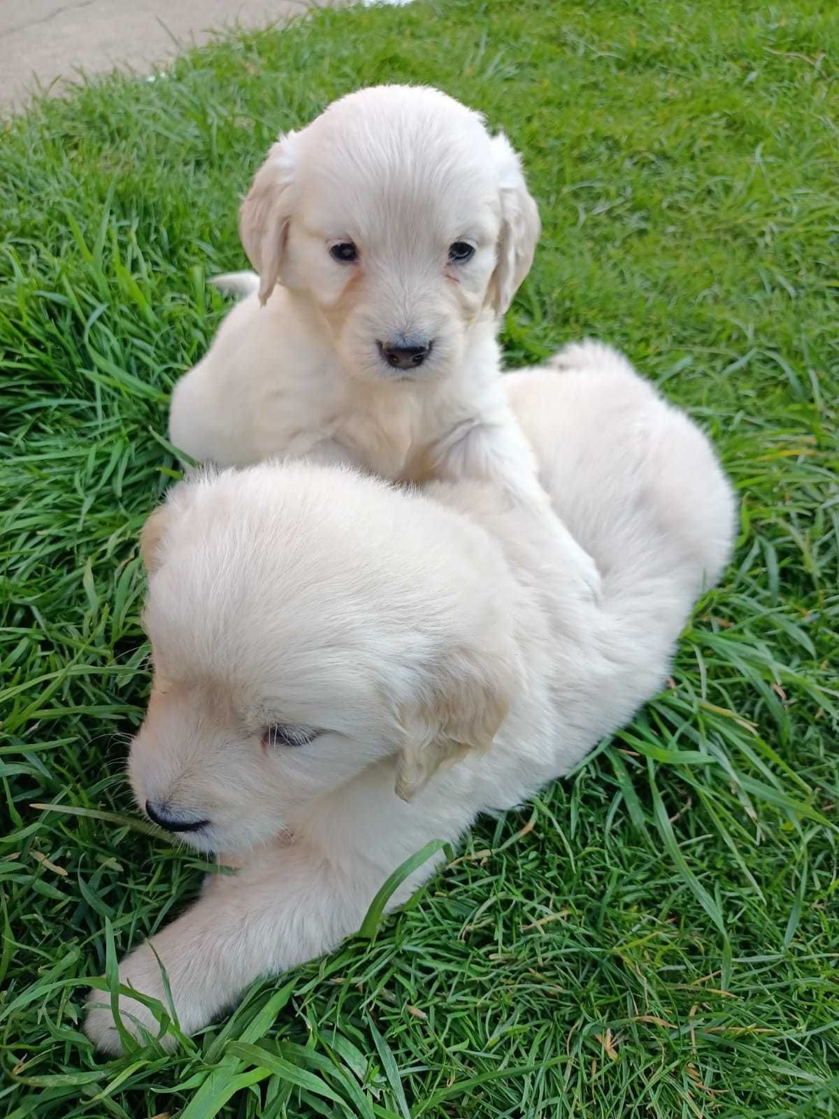 Zapowiedź miotu szczeniaków Golden Retriever ZHPR Siedliskowo