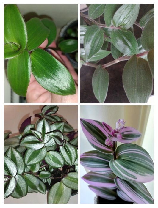 Trzykrotki duży zestaw 20 odmian kolorowe kwiaty doniczkowe