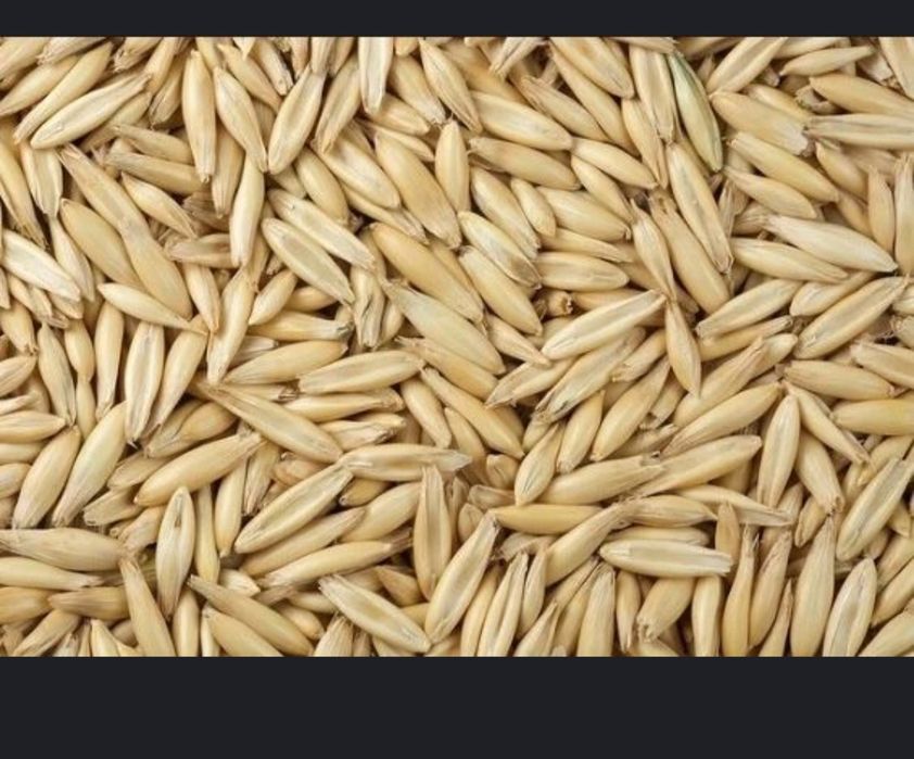 Sprzedam Owies Tegoroczny