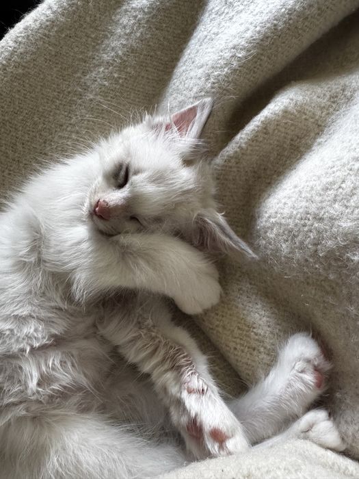 Ragdoll kocięta z domowej hodowli – rodowód FPL, zachipowane.