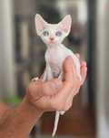 Kotka Devon Rex Zara