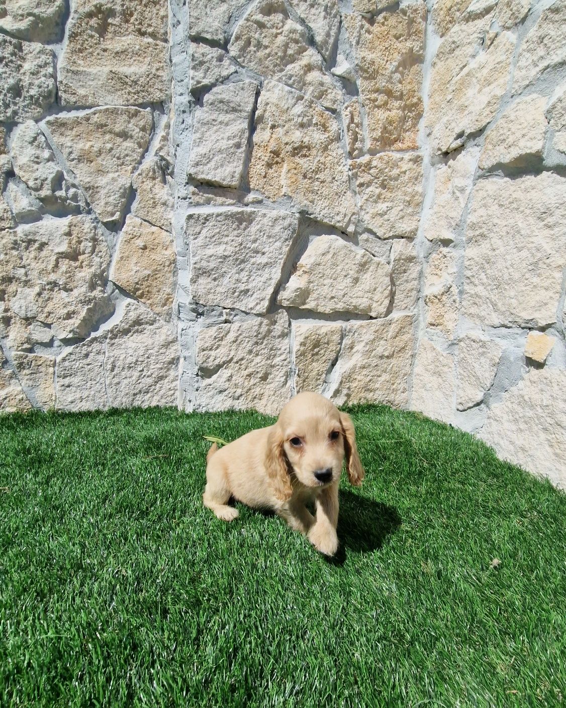 Cocker Spaniel Inglês dourado