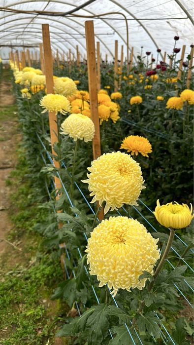 Маточники одноголової хризантеми