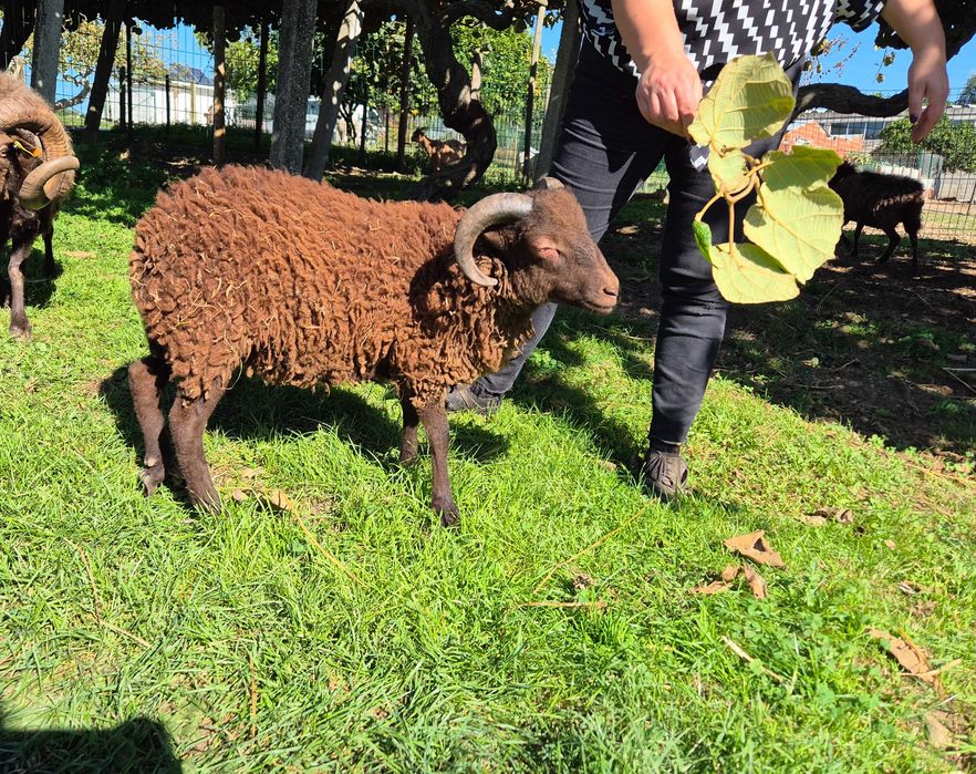 Borrego Micro-Anão Dócil