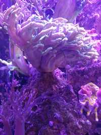 Sinularia zielona akwarium morskie