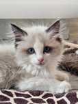 Kocurek ragdoll gotowy do nowego domku