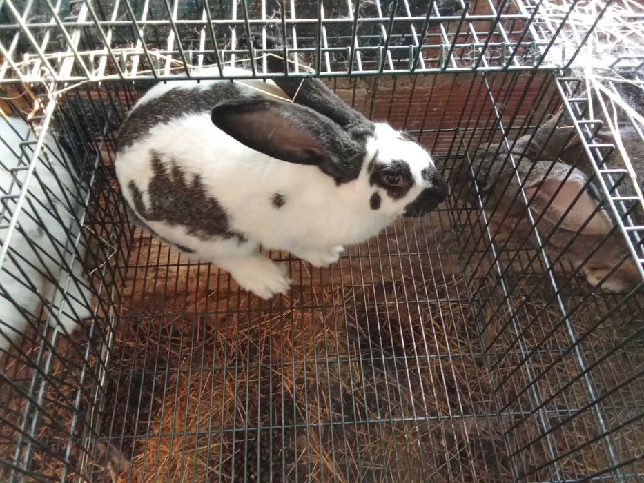 Casal de coelhos borboleta puros