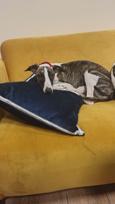 Chart angielski whippet FCI