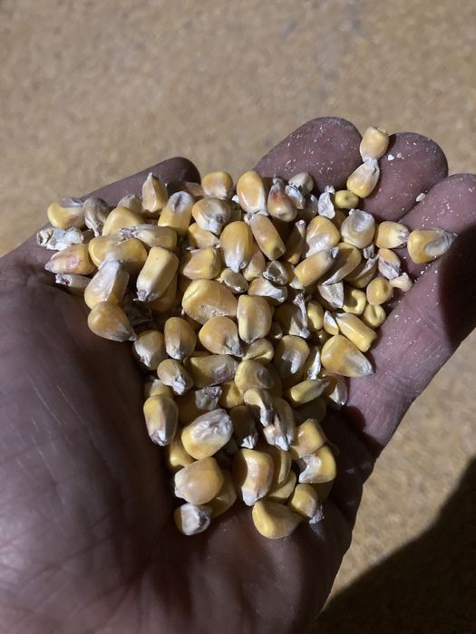 Kukurydza sucha drobne ziarno