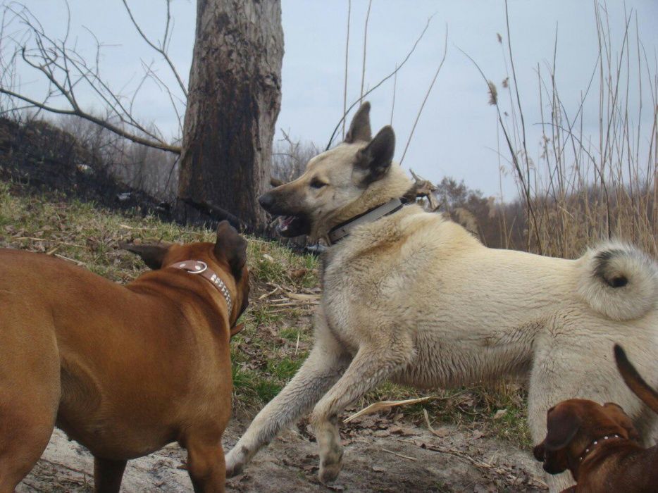 Вязка. Кобель западно-сибирской лайки.