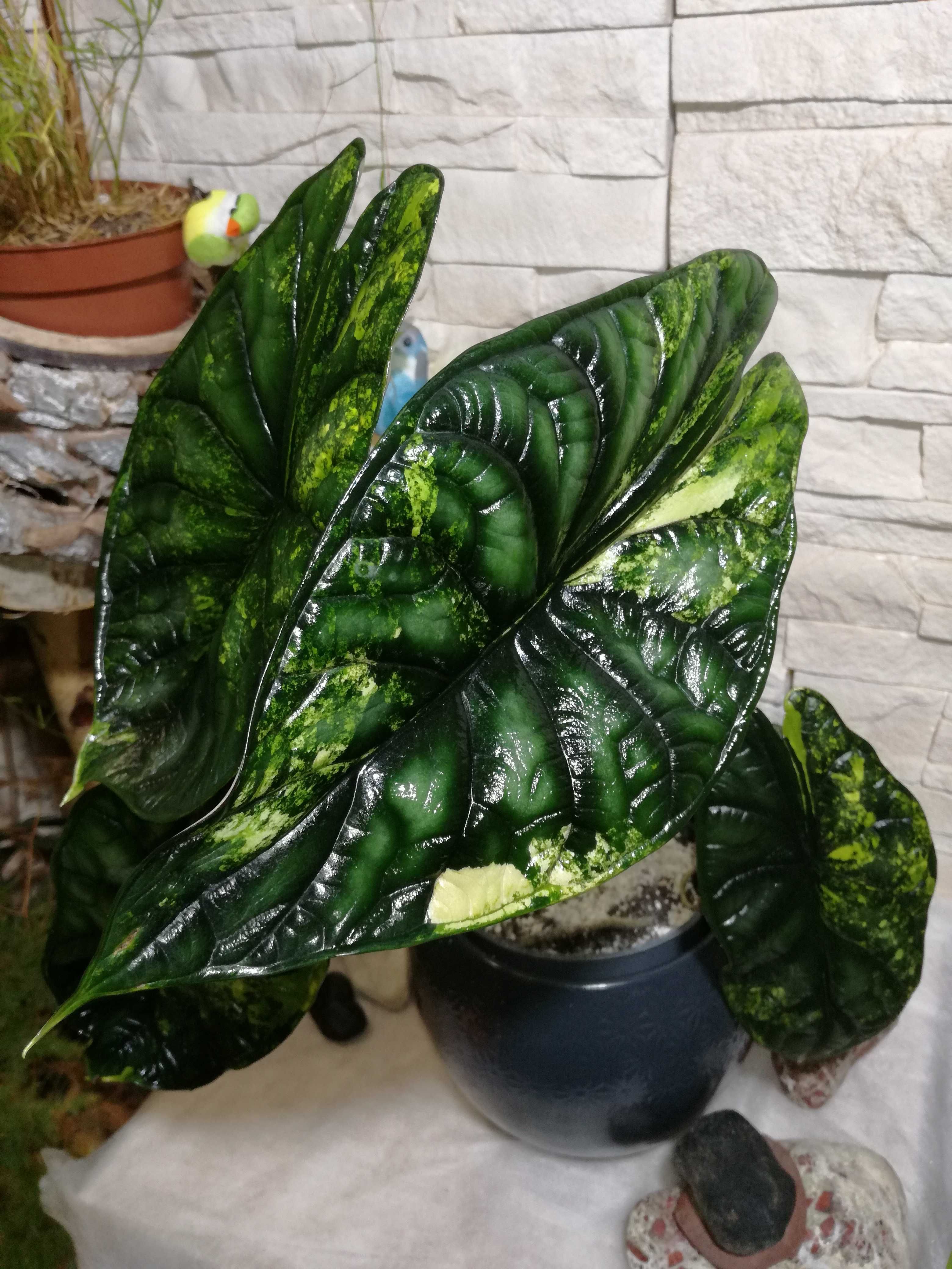 INTERNATIONAL Alocasia Dark Baginda Variegata Dragon Scale philodendr